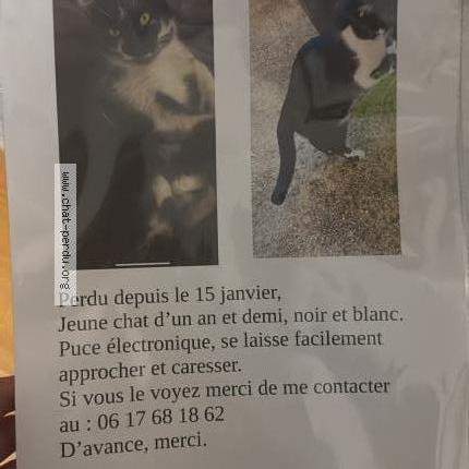 Photo de chat perdu à Vaureal