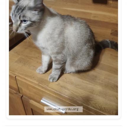 Photo de chat perdu à Le Thoronet