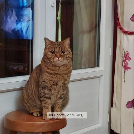 Photo de chat perdu à Savigny Sur Orge