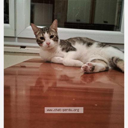 Photo 1/1 Nini Chat perdu à Meyzieu