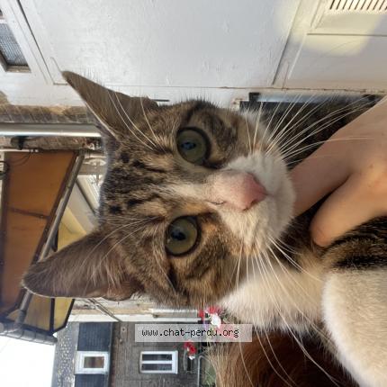 Photo 1/1 Chat trouvé Trouvé à Elbeuf