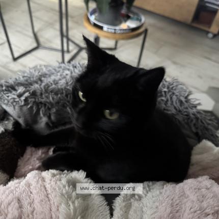 Photo de chat perdu à La Romagne