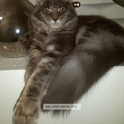 Photo de chat perdu à Echirolles