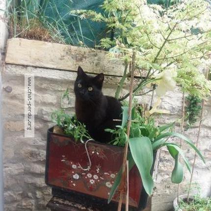 Photo 2/2 &Eacute;b&egrave;ne Chat perdu à Issoudun