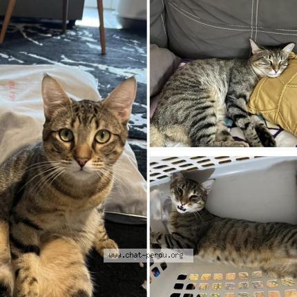 Photo de chat perdu à Antibes