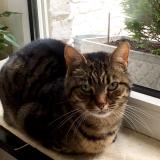 Photo de chat perdu à Liege