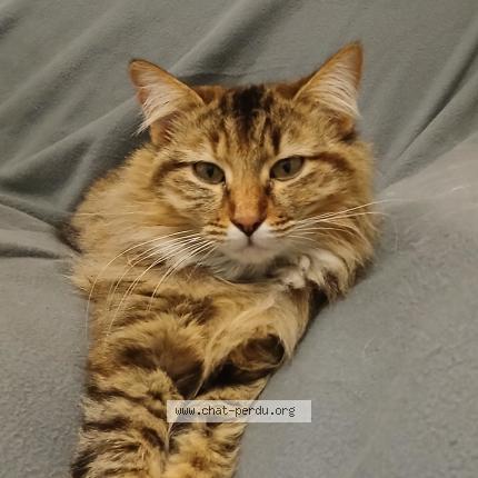 Photo de chat perdu à Marseille 10e Arrondissement