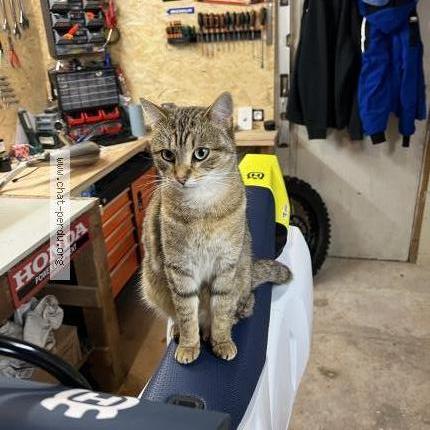 Photo 1/1 Chat retrouvé Perdu à Brive La Gaillarde