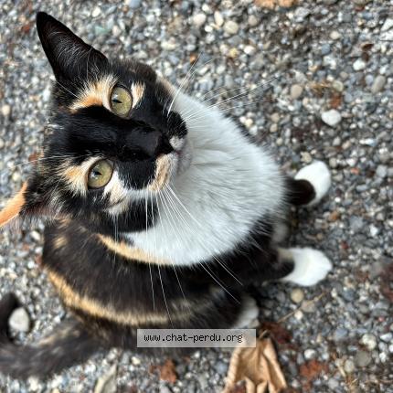 Photo 1/1 Wikkie Chat perdu à La roche sur foron