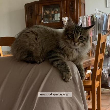 Photo de chat perdu à Neuvy Sur Barangeon