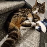 Photo de chat perdu à Villers L Eveque Awans