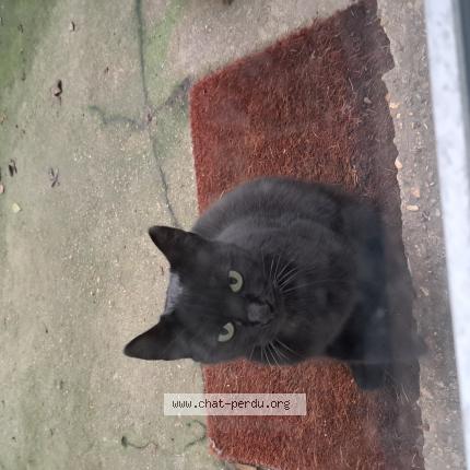 Photo 1/1 Chat retrouvé Trouvé à Tremblay En France