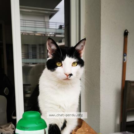 Photo de chat perdu à Besancon