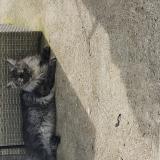 Photo de chat perdu à Le Mans