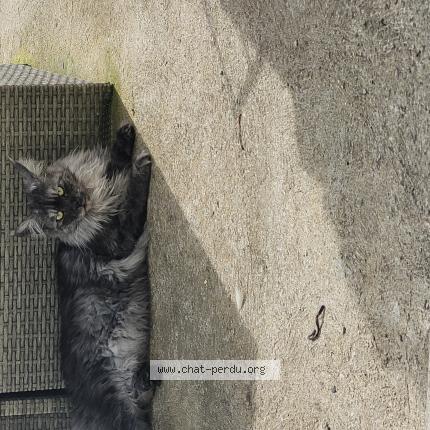 Photo 1/1 Chat retrouvé Perdu à Le mans