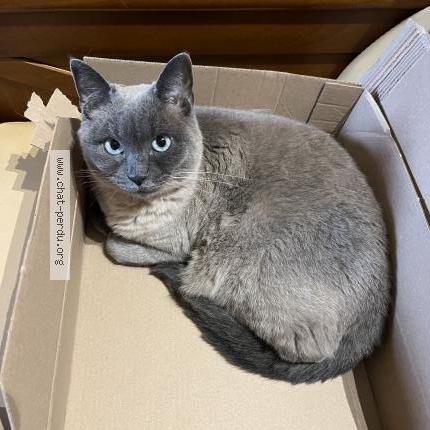 Photo de chat perdu à Loutehel
