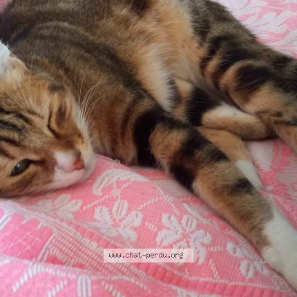 Photo de chat perdu à Portet Sur Garonne