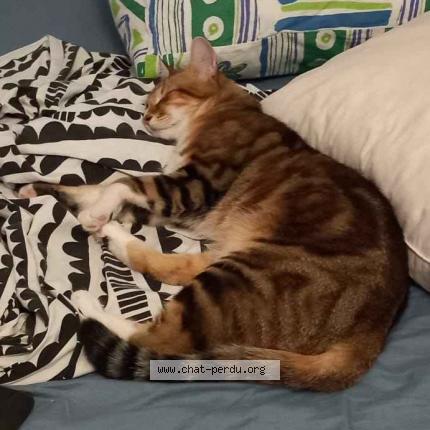 Photo 2/3 Chat retrouvé Perdu à Portet Sur Garonne