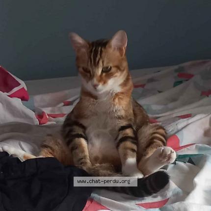 Photo 3/3 Chat retrouvé Perdu à Portet Sur Garonne