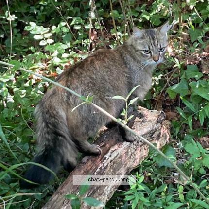 Photo 1/1 Chat retrouvé Perdu à Tizac De Curton