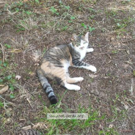 Photo de chat perdu à Auray