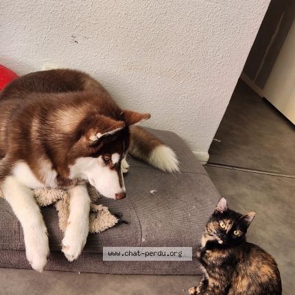 Photo 1/1 Chat retrouvé Perdu à Dax