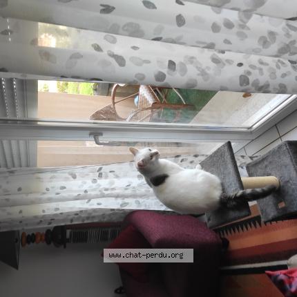 Photo de chat perdu à Limoges