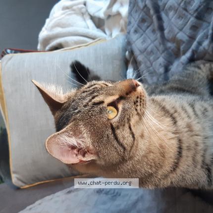 Photo de chat trouvé à Beziers