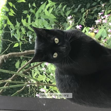 Photo de chat perdu à Maisons Alfort