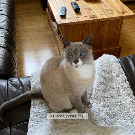 Photo de chat perdu à St Auban