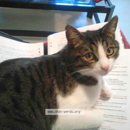 Photo 1/1 Chat retrouvé Perdu à Moirans