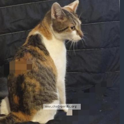 Photo de chat perdu à Cercy La Tour