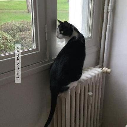 Photo 1/1 Chat retrouvé Perdu à Lannion