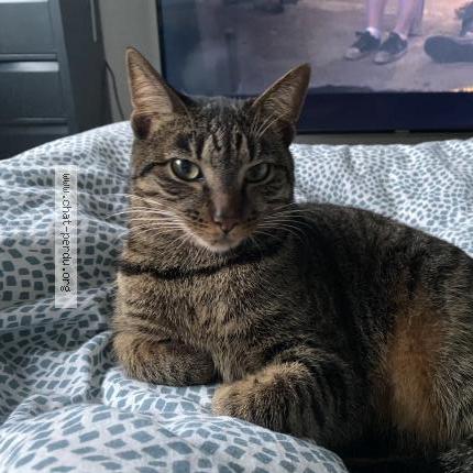 Photo de chat perdu à La Meziere