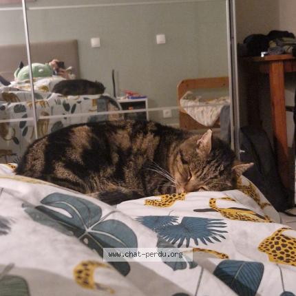 Photo 1/2 Chat retrouvé Perdu à Lesperon