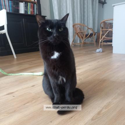Photo de chat perdu à Lille Hellemmes