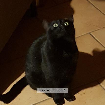Photo de chat perdu à Betton