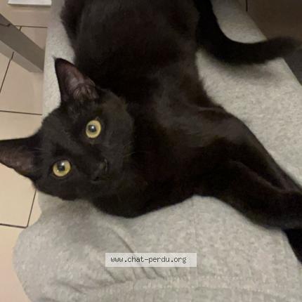 Photo de chat perdu à Reichshoffen