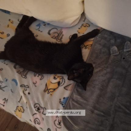 Photo de chat perdu à Beaucaire