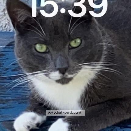 Photo 1/1 Chat retrouvé Perdu à Ecouen
