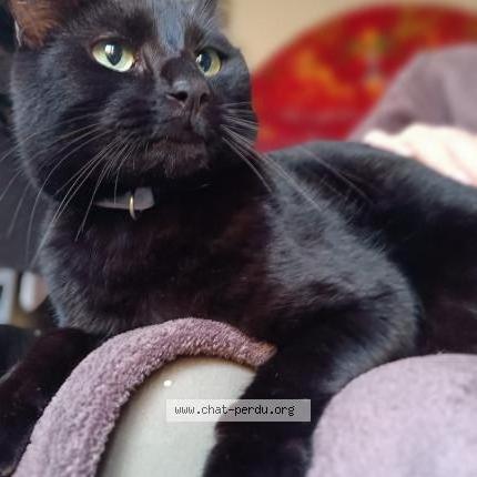 Photo de chat perdu à Istres