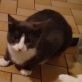 Photo de chat perdu à Viroflay