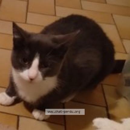 Photo 1/1 Chat retrouvé Perdu à Viroflay