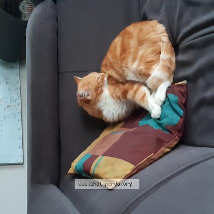 Photo de chat perdu à Millau