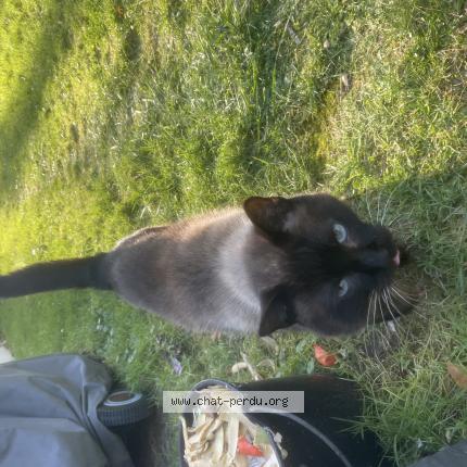 Photo 1/1 Chat retrouvé Trouvé à Chatellerault
