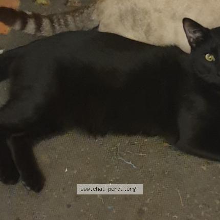 Photo de chat perdu à Saint Marc Jaumegarde