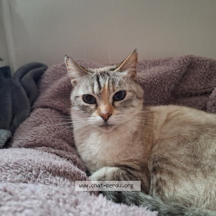 Photo de chat perdu à Brest