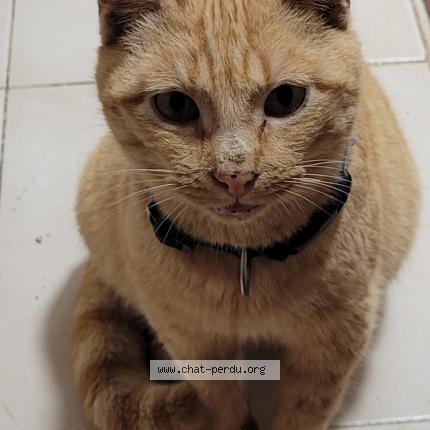 Photo de chat perdu à Vitrolles