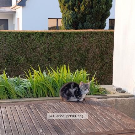 Photo 1/1 Chat retrouvé Trouvé à Betton