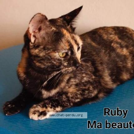 Photo 1/1 Chat retrouvé Perdu à Chamboulive